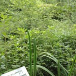 #5- Schild-Teich4 rechter Rand