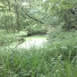 #6-Teich 2 Blickrichtung Teich 1